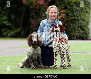 Sprocker Spaniel Sully et Ella Harvey, propriétaire de 8 ans, avec le double LEGO exact de Sully qui a été fabriqué après avoir été nommé le meilleur animal de compagnie du Royaume-Uni au LEGOLAND Windsor Resort. Banque D'Images