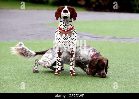 Sprocker Spaniel Sully avec le double LEGO exact de lui-même qui a été fait après avoir été nommé le meilleur animal de compagnie du Royaume-Uni au LEGOLAND Windsor Resort. Banque D'Images