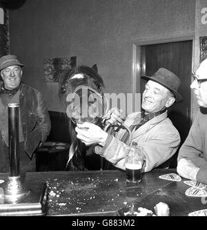 Barney le cheval profite d'une visite de la maison publique Old White Bear à Tingley, avec son propriétaire Harry Lacey, un collecteur de chiffon. Barney est un visiteur régulier du pub, après avoir passé ses journées de travail tirant le chariot de Harry à Bradford et de retour. "Il lui fait le monde du bien et il n'y a pas de place pour lui quand il se trouve près du pub", a déclaré M. Lacey. « parlez de diriger un cheval vers l'eau, celui-ci se nourrit de bière et de tartes. » Banque D'Images