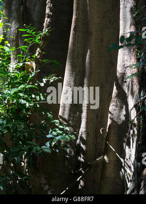 Arbre et ombre à la réserve naturelle du parc Victoria, New South Wales, Australie. Banque D'Images