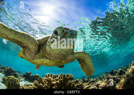 Close-up d'une tortue nager sous l'eau, Grande Barrière de Corail, Queensland, Australie Banque D'Images