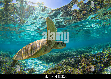 Close-up d'une tortue nager sous l'eau, Grande Barrière de Corail, Queensland, Australie Banque D'Images