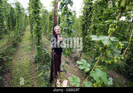 Le propriétaire de la brasserie Hogs Back Rupert Thompson se tient sur des pilotis alors qu'il cueille du houblon de la première récolte dans son jardin de houblon à Tongham, près de Farnham, Surrey. Banque D'Images