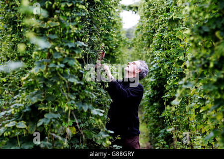 Rupert Thompson, propriétaire de la brasserie Hogs Back, cueille du houblon de la première récolte dans son jardin de houblon à Tongham, près de Farnham, Surrey. Banque D'Images