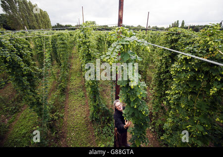 Le propriétaire de la brasserie Hogs Back Rupert Thompson se tient sur des pilotis alors qu'il cueille du houblon de la première récolte dans son jardin de houblon à Tongham, près de Farnham, Surrey. Banque D'Images