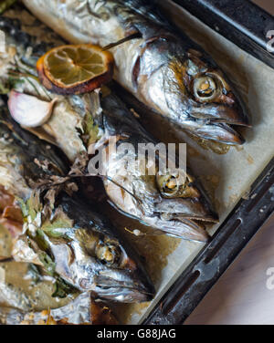 Excellent poisson bleu frais pour une alimentation saine fraîchement cuisinés avec de l'huile d'olive, citron et herbes Banque D'Images