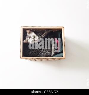 Vue supérieure de l'American Shorthair chat chaton couché dans un panier Banque D'Images