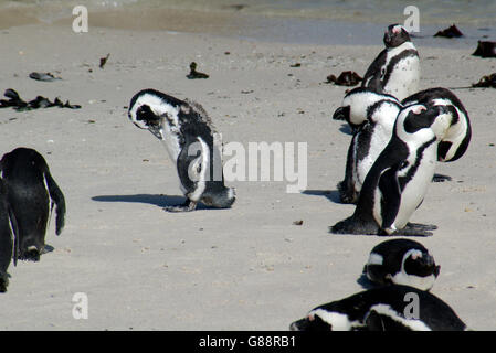 Pingouins Jackass, Boulders beach, Simonstown, Afrique du Sud Banque D'Images