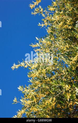 Arbre en fleur d'olive Banque D'Images