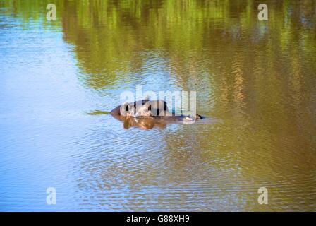 Les hippopotames de Watering Hole, Afrique du Sud Banque D'Images