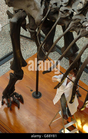 La conservatrice du musée Lorraine Cornish nettoie le squelette de 26 mètres de Dippy le Diplodocus pour son centième anniversaire à l'intérieur de la salle centrale du musée. Dippy a été amené au musée en 1905 après que le roi Edward VII ait demandé une copie des fossiles du Diplodocus nouvellement trouvé qu'Andrew Carnegie avait obtenu pour sa collection au Musée Carnegie en Amérique. Banque D'Images