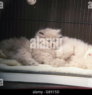 Animaux - National Cat Show - Londres.Chatons persans crème photographiés au National Cat Show de Londres. Banque D'Images