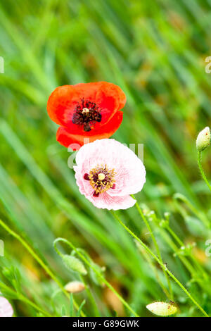 Deux rouges et roses Les coquelicots se côte à côte dans un champ Banque D'Images