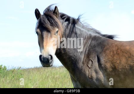 Poney Exmoor sur Bossington HIll marque marque montrant l'Angleterre Somerset Exmoor Banque D'Images