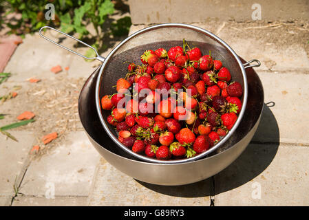 Bol en métal avec des fraises est sur le plancher Banque D'Images