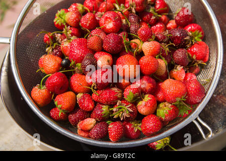 Bol en métal avec des fraises est sur le plancher Banque D'Images