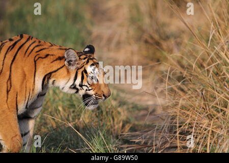 Royal tigre du Bengale, Corbett National Park Banque D'Images