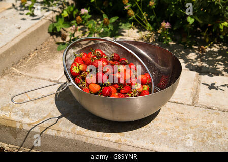 Bol en métal avec des fraises est sur le plancher Banque D'Images