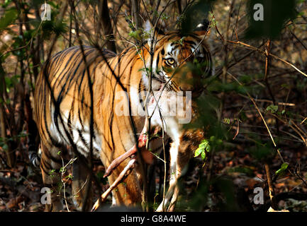 Tigresse à Jim Corbett National Park avec un chevreuil faon tuer Banque D'Images