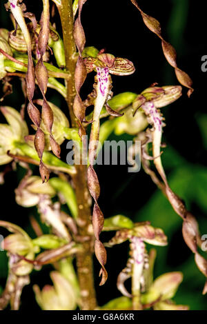 L'allemand wild orchid, orchidée, Himantoglossum hircinum Banque D'Images
