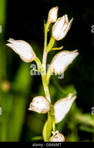 White helleborine, orchidée de l'Allemagne Banque D'Images