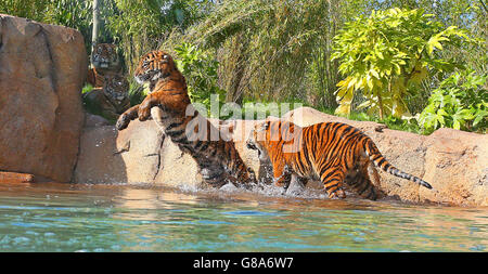 Deux petits tigres de Sumatran jouent dans l'eau dans leur nouvelle enceinte au zoo de Chester, dans le cadre de l'aventure New Islands de 40 millions de livres. Banque D'Images