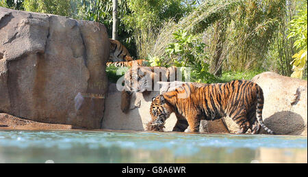 Deux petits tigres de Sumatran jouent dans l'eau dans leur nouvelle enceinte au zoo de Chester, dans le cadre de l'aventure New Islands de 40 millions de livres. Banque D'Images