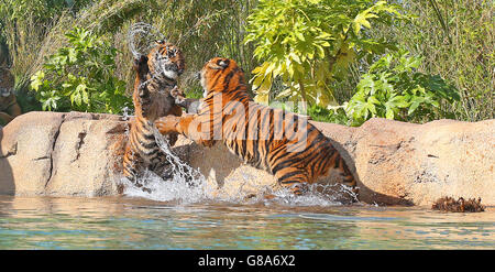 Tigres de Sumatra au Zoo de Chester Banque D'Images