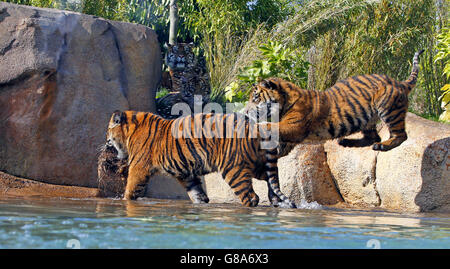 Tigres de Sumatra au Zoo de Chester Banque D'Images