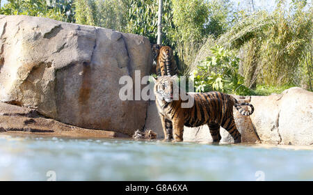 Des petits tigres de Sumatra au zoo de Chester. Aventure de 40 millions de livres dans les nouvelles îles. Banque D'Images