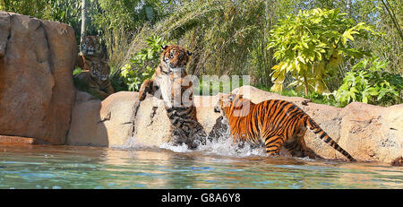 Deux petits tigres de Sumatran jouent dans l'eau dans leur nouvelle enceinte au zoo de Chester, dans le cadre de l'aventure New Islands de 40 millions de livres. Banque D'Images