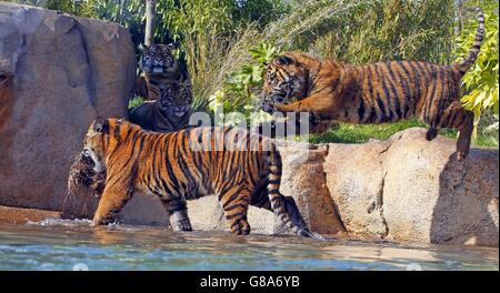 Les petits tigres Teo Sumatran jouent dans l'eau dans leur nouvelle enceinte au zoo de Chester, dans le cadre de l'aventure New Islands de 40 millions de livres. Banque D'Images