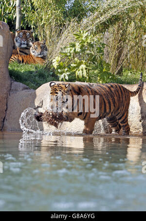 Tigres de Sumatra au Zoo de Chester Banque D'Images