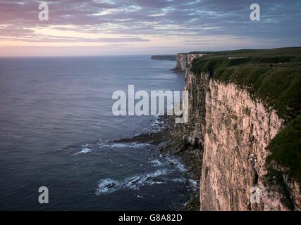 Une vue générale de la RSPB réserve naturelle à Bempton Cliffs dans le Yorkshire, comme plus de 250 000 oiseaux affluent vers les falaises de craie pour trouver un partenaire et élever leurs petits. Banque D'Images