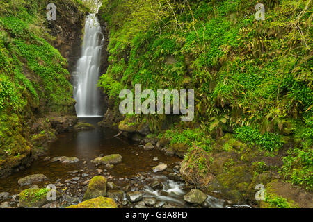 Les recoins Falls près de Carnlough en Irlande du Nord. Banque D'Images