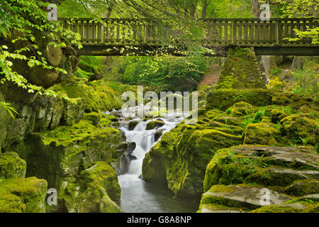 Pont de bois sur la rivière Shimna à Tollymore Forest Park en Irlande du Nord. Banque D'Images