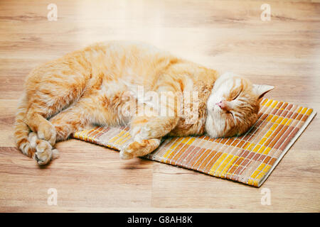 Paisible Rouge Tabby Cat chaton mâle dormir recroquevillé dans son lit sur le sol stratifié. Banque D'Images