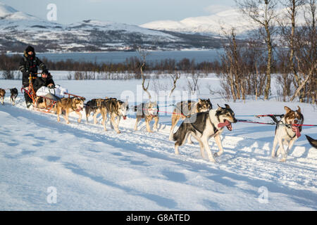 Le traîneau à chiens en Norvège Banque D'Images