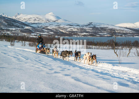 Le traîneau à chiens en Norvège Banque D'Images