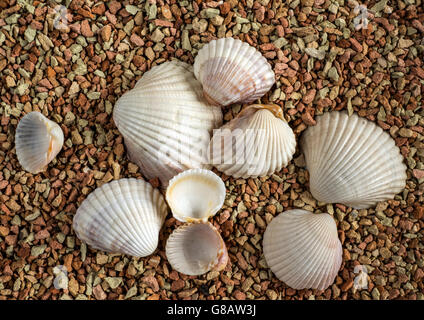 Les coquillages sur la plage Banque D'Images