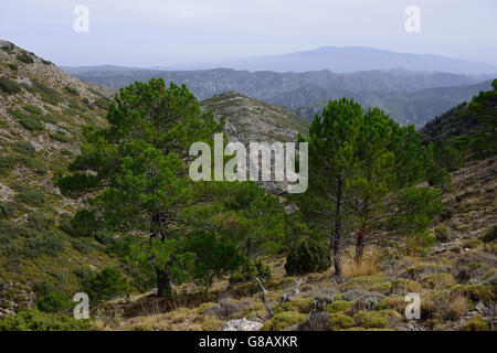 Randonnées, Parc Naturel de la Sierra Tejeda y Almijara,Andalousie, Espagne Banque D'Images