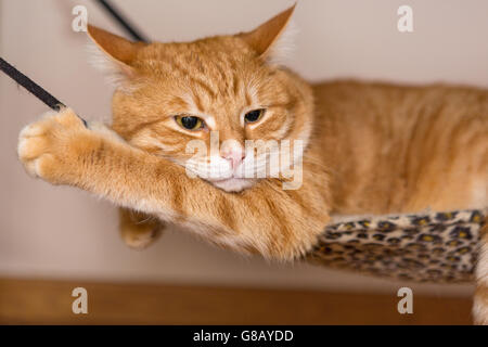 Sleepy ginger cat paresseusement couché dans un hamac Banque D'Images