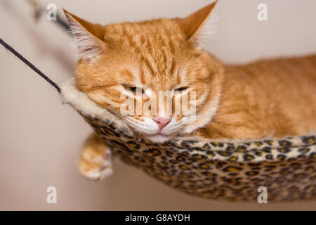 Sleepy ginger cat paresseusement couché dans un hamac Banque D'Images