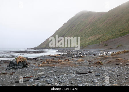 Plage rocheuse avec le Manchot royal, l'île Macquarie, sub-antarctiques Australiennes Banque D'Images