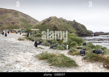 Manchots à l'île Macquarie, sub-antarctiques Australiennes Banque D'Images