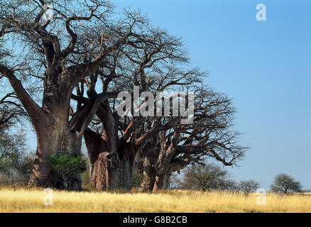 Le Botswana, Baines Baobabs Nxai Pan Banque D'Images