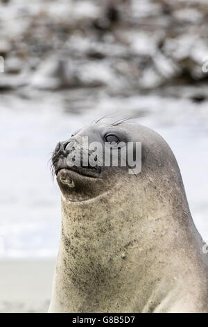 Le sud de l'éléphant de juvéniles à l'île Macquarie, sub-antarctiques Australiennes Banque D'Images