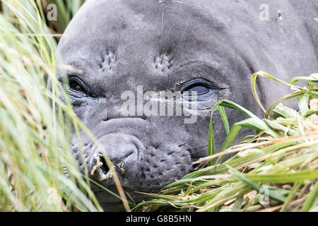 Le sud de l'éléphant de juvéniles à l'île Macquarie, sub-antarctiques Australiennes Banque D'Images