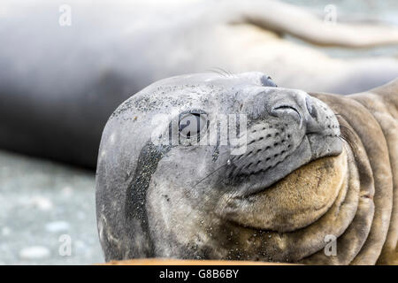 Le sud de l'éléphant de juvéniles à l'île Macquarie, sub-antarctiques Australiennes Banque D'Images