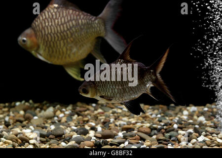 Tas de poisson la Carpe dans l'aquarium Banque D'Images